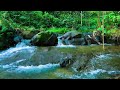 Relaxing Birdsong with Soft River Flow, Deep Woods ASMR