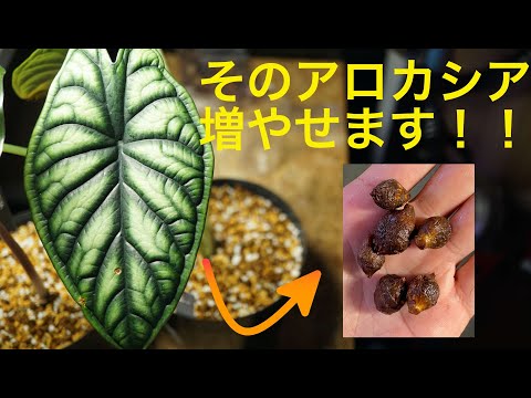 Masayo ページ アロカシア芋3個 hqdefault.jpg