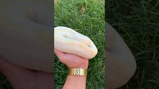 Snakes on super fire #shorts #snake #ballpython #animal #fire #winner #contest #prize #reptile