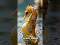 Why It Sucks to Be a Baby Seahorse