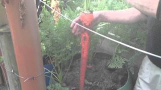 Allotment Diary Pulling Up The First Of The Long Show Carrots