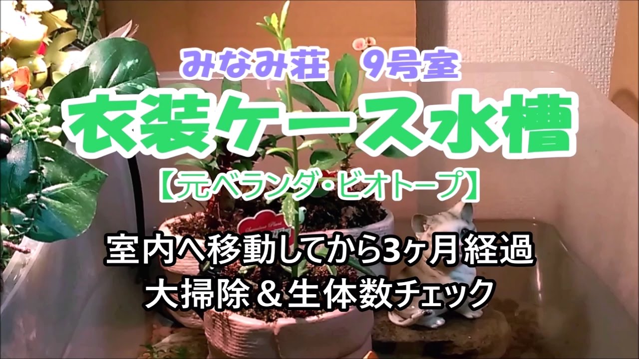 衣装ケース水槽 メダカ エビ水槽 大掃除と生体数チェック Youtube