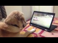 Puppy sage   funny dog funny dogs funny cat funny cats   funny animals channel