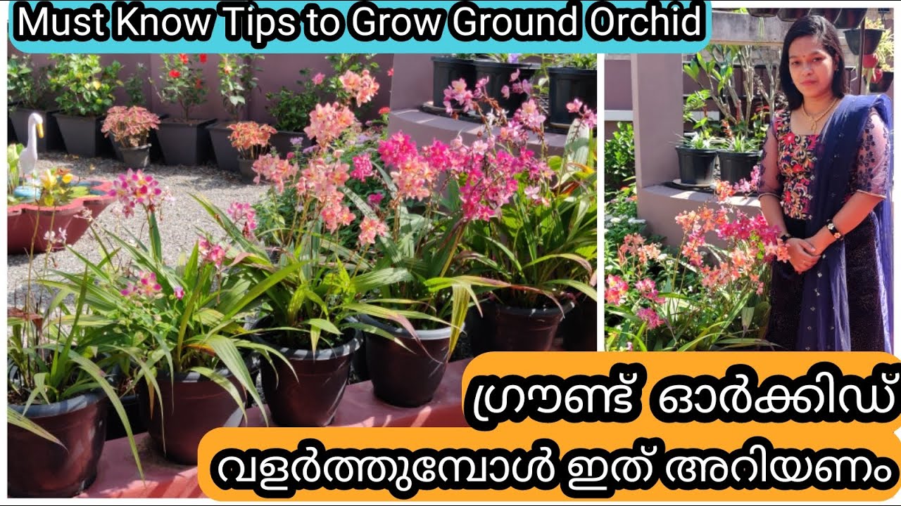 10 Golden tips for Healthy Ground Orchids | ഗ്രൗണ്ട് ഓർക്കിഡ് ചെടി ആരോഗ്യത്തോടെ വളർത്താൻ 10 ടിപ്