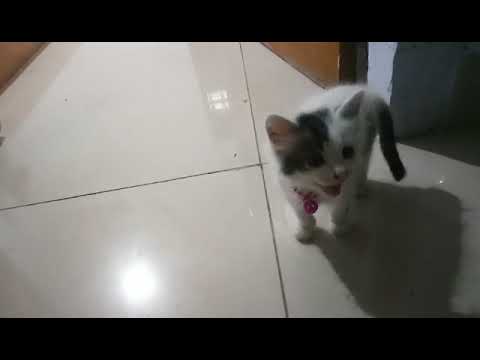 Kucing main - YouTube
