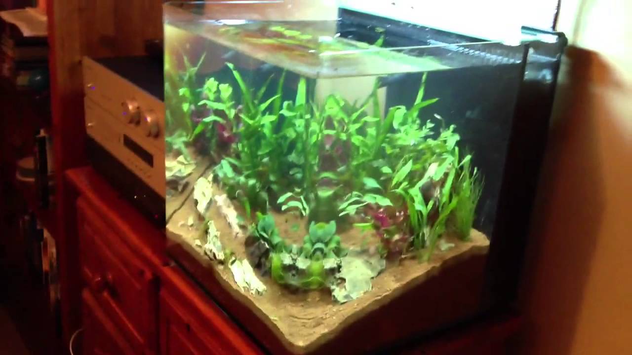 New Aqua Cube Aquarium - YouTube