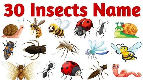 Insects Name in English&Hindi|Learn insect for kids|Troddler & Preschool Educational learning Video