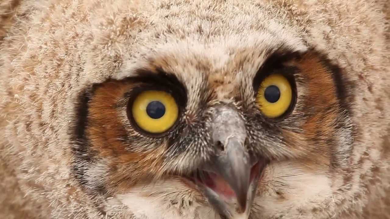 owlette อ่านว่า Baby Horned Owl HD
