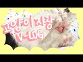 [고양이 자랑v-log]난… 힘들 때 고양이를 봐…⭐️