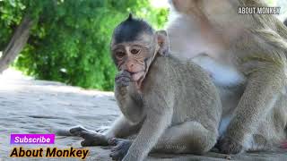 Baby Monkey Bobby, Lucas And Bailee Are Very Funny Monkeys, Just Watch to Know