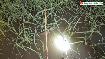 Cắm câu cá lóc bằng mồi nhái