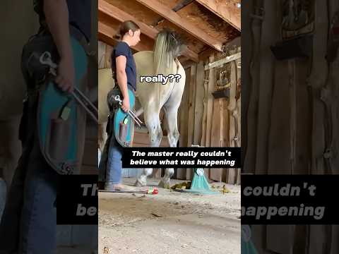 Horses Are Really Good At Farting Funny Funnypets Youtube Horse Magic Funnyanimals