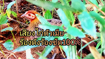 เสียงไก่ตัวเมียร้องดังร้องชัด100%