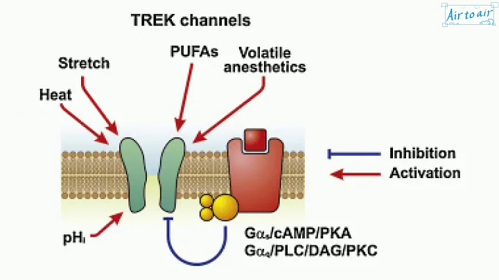 two-pore-domain potassium channel