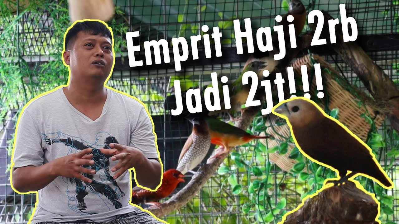 Burung Emprit Kaji Gacor Di Eropa Di Bandrol Harga 2 Jutaan Youtube