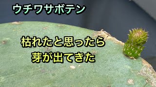 【サボテン】死んだはずのウチワサボテンが生きていた。