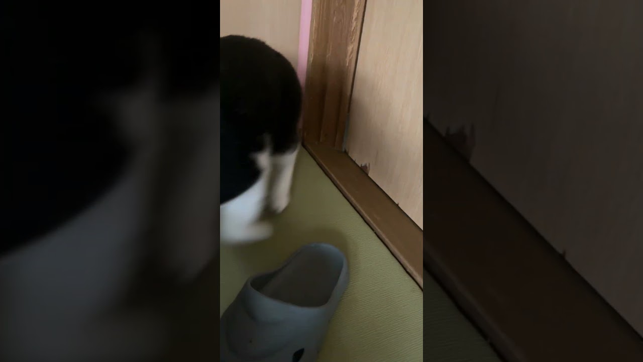 何処行くん🏃