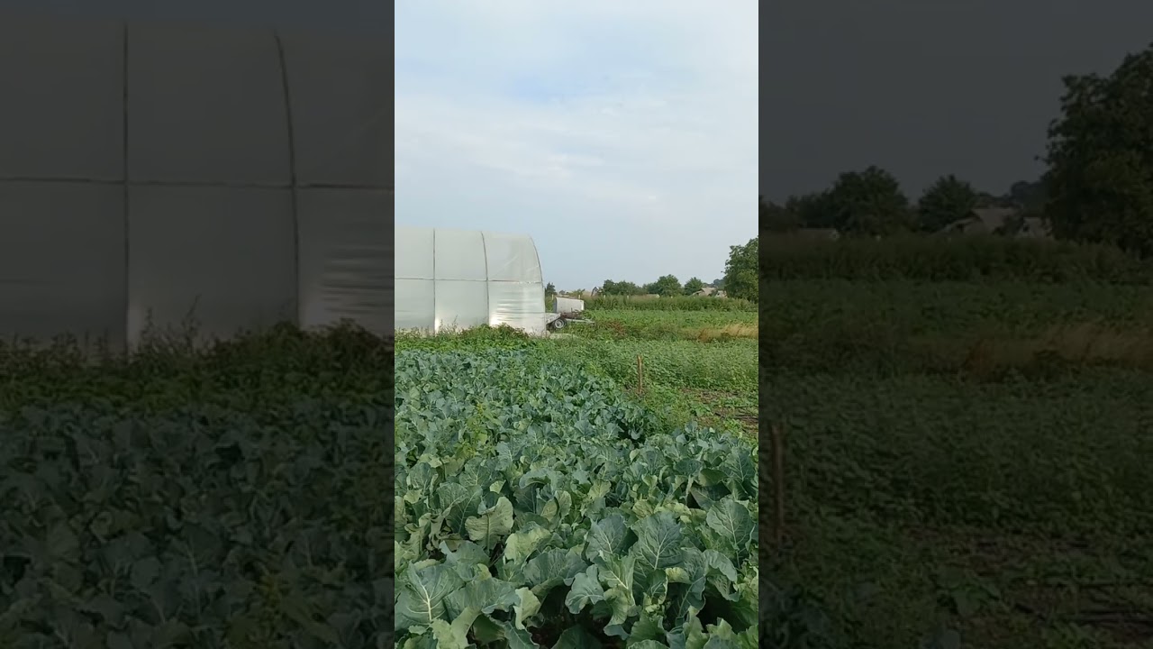 ВІДЕО #132. ВИСНОВКИ ПО ДИНІ МАЗІН.