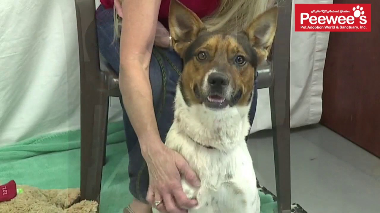 servientrega Peewee's Pet Adoption - Orball