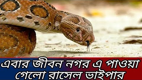 রাসেল'স ভাইপার বা চন্দ্রবোড়া সাপ সম্পর্কে কি বললেন প্রবীণ ব্যক্তিরা?জীবননগর উপজেলার মনোহরপুর