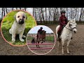 Rijden op een racepony puppys en natural horsemanship vlog165