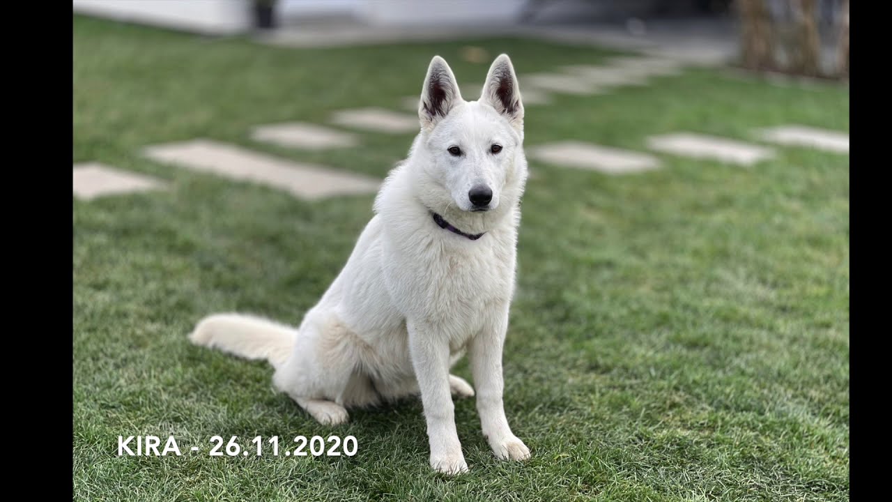 Bílý švýcarský ovčák - Kira Page Nubika (White Swiss Shepherd).