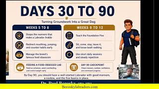 Days 30 to 90 with your Labrador Puppy | Dr. Paul Borosky, MBA.