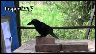New Caledonian crows reason about hidden humans