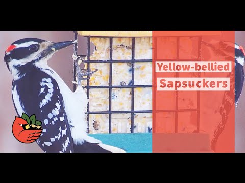 Video: Kdy migrují sapsucki žlutobřichí?