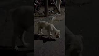Naai Sekar Song Feeding The Street Puppy Ndr Vinoth 𝓒𝓾𝓽𝓮 𝓟𝓾𝓹𝓹𝔂 Subscribe Our Cha