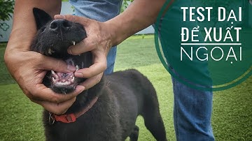 Test Dại & Chuẩn bị cho Mông Cộc sang Bỉ/ NhamTuatTV - Dog in Vietnam