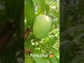 Fairu bhai Tumkur 🥭🥭Valaja top quality super 🥭maal 9964721434