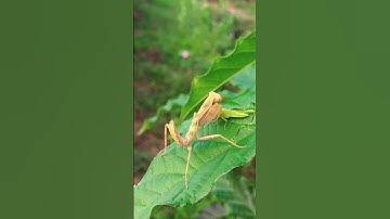 Bọ Ngựa săn mồi - Mantis Hunter