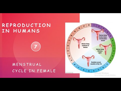 Menstrual Cycle in Females | Reproduction Part-7 Class 8 - YouTube