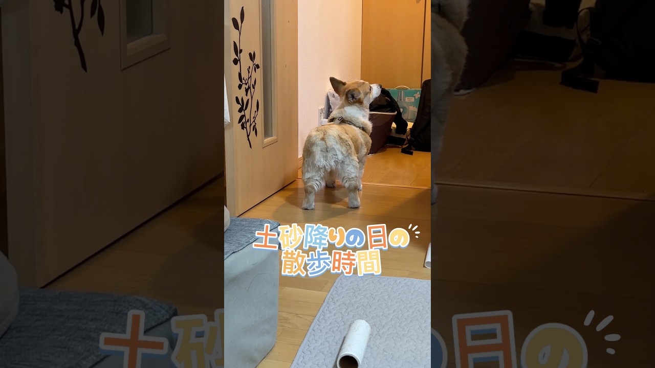 判断力が早かったコーギー