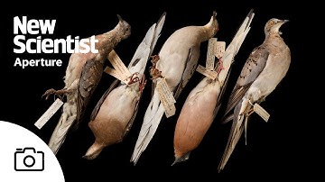 Stunning images of extinct and endangered specimens draw attention to biodiversity loss
