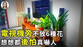 電視機旁不放6種花，特別是第3種，想想都後怕!|花花世界