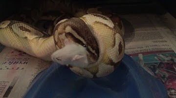 2017 Ball Python Feeding Video... VIEWER DISCRETION... Snakes eat mice... not peas!