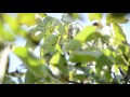 Woodpecker eating nuts