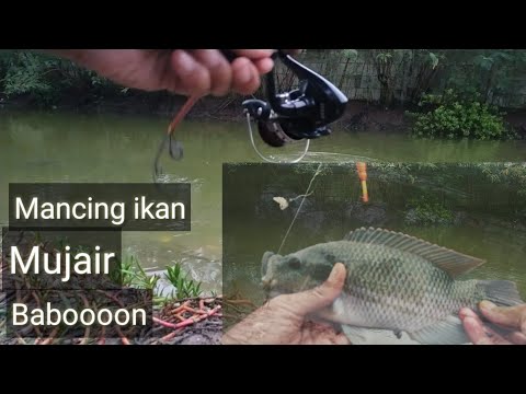 mancing-ikan-mujair-terbesar-(tarikan-bikin-nagih-)