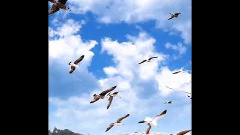 سورة الليل الشيخ ماهر المعيقلي