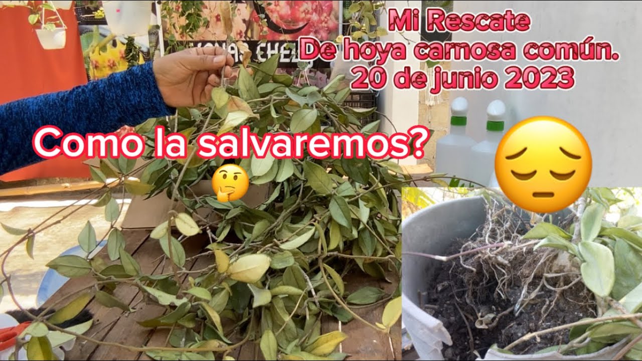 Rescatando! 😎hoya de más de 10 años!🧐De mi vecino!!😅🌸Como restaurarla? Vamos a verlo!👀