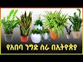     2014  flower business in ethiopia   gebeya