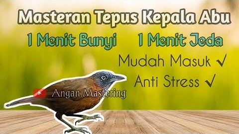 Masteran Tepus Kepala Abu || 1 Menit Bunyi, 1 Menit Jeda