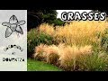 Grasses For Garden Use
