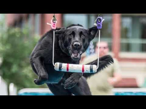 วีดีโอ: Dog Sports 101: Dock Diving