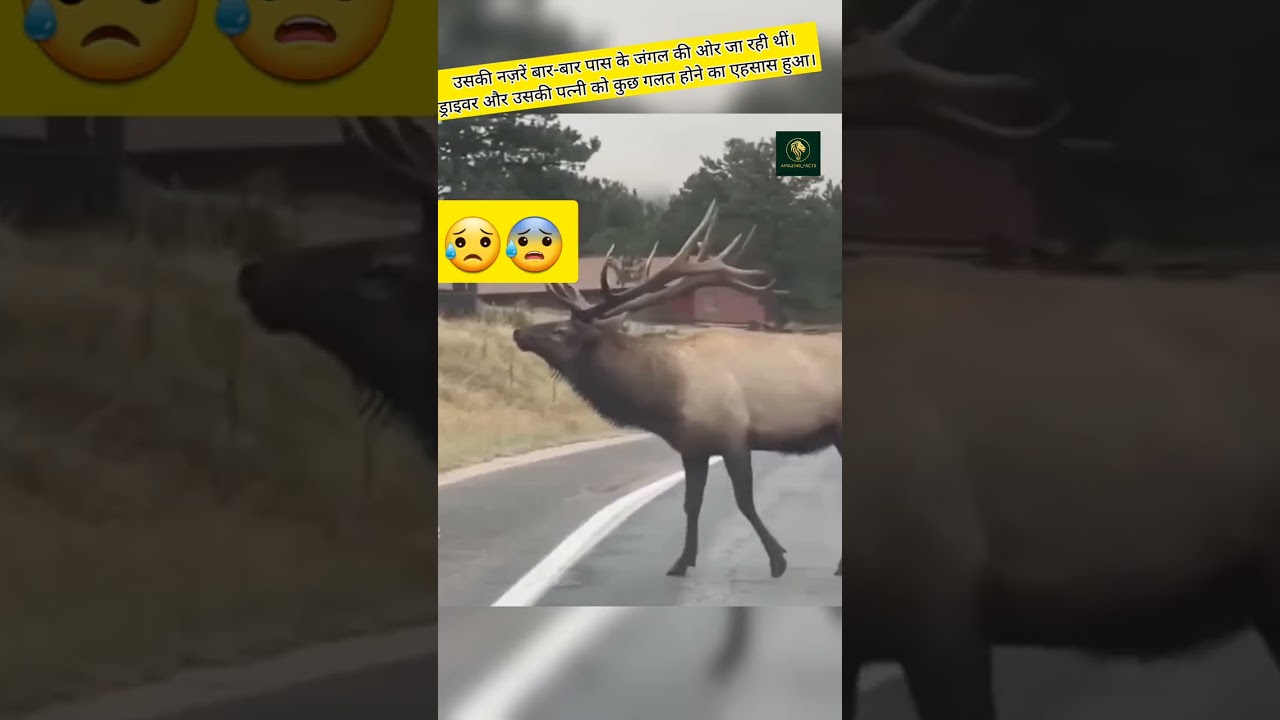 हिरण Highway पर सर क्यों हिला रहा था? 