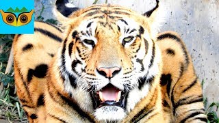 Bengal Tiger Facts & Information by Animal World DuDu 21,613 views 5 years ago 10 minutes, 11 seconds