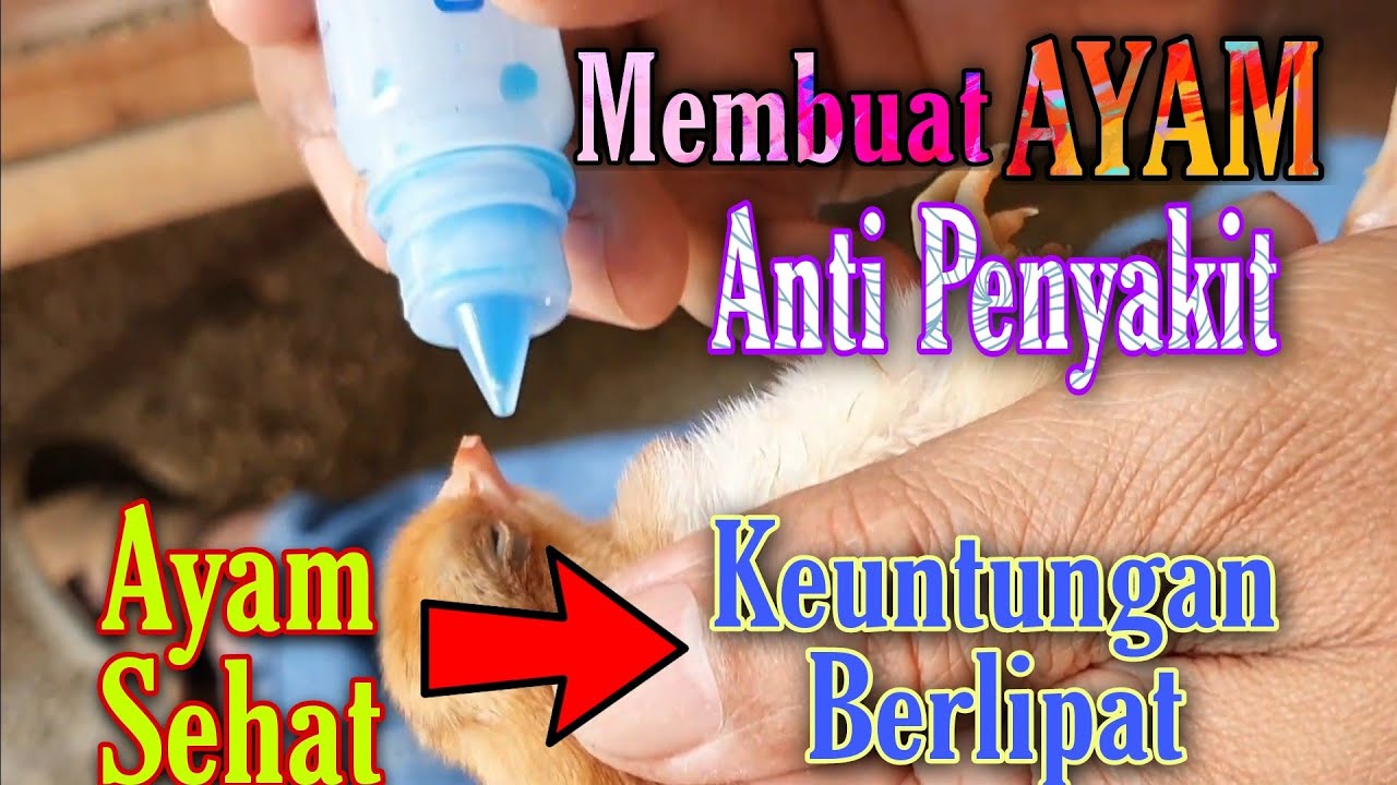 CARA PEMBERIAN VAKSIN AYAM DOC |  SUPAYA BEBAS DARI PENYAKIT