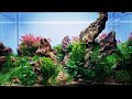 Small Planted Aquarium With DRAGON STONE - 4K Cinematic